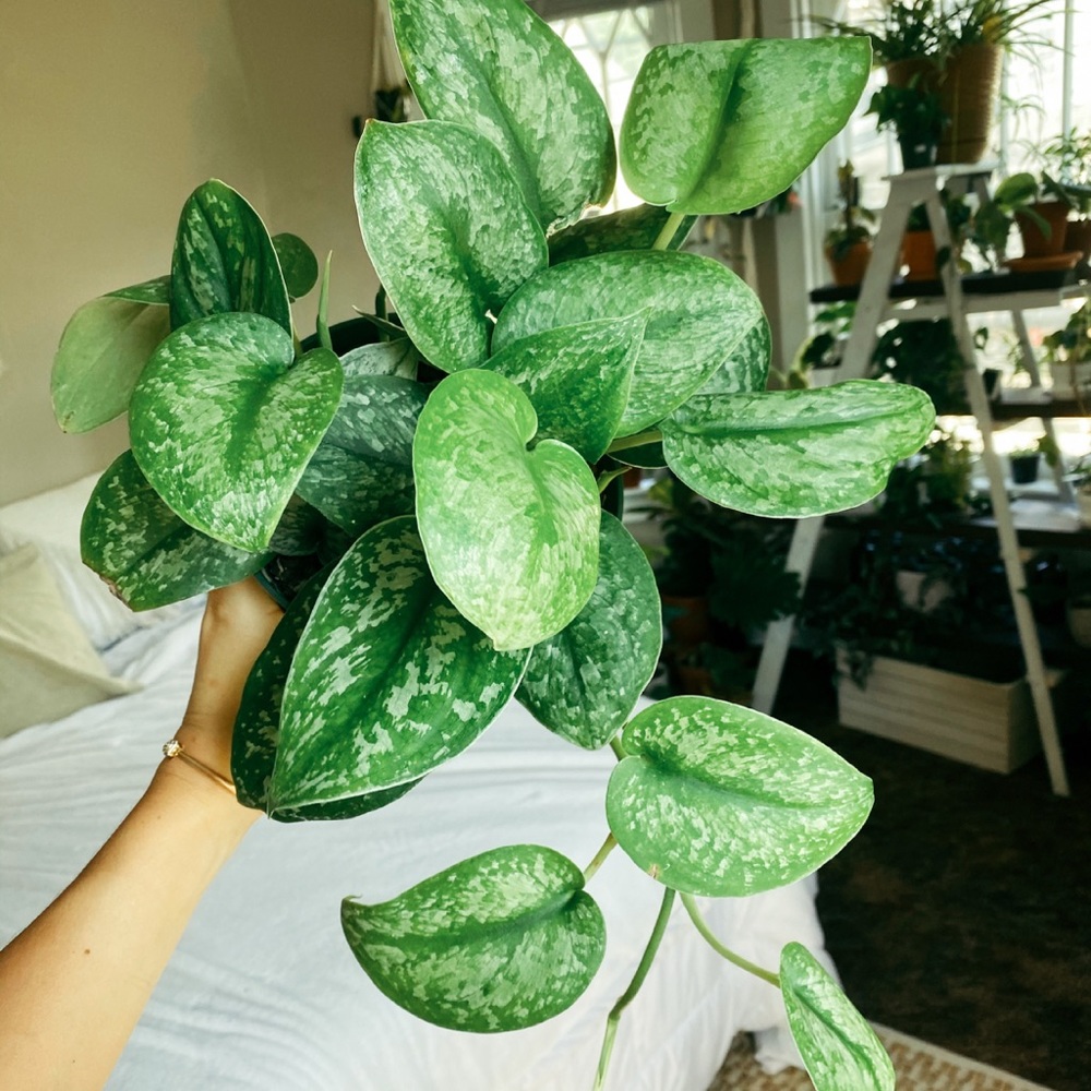 Scindapsus Silver Splash Cutting